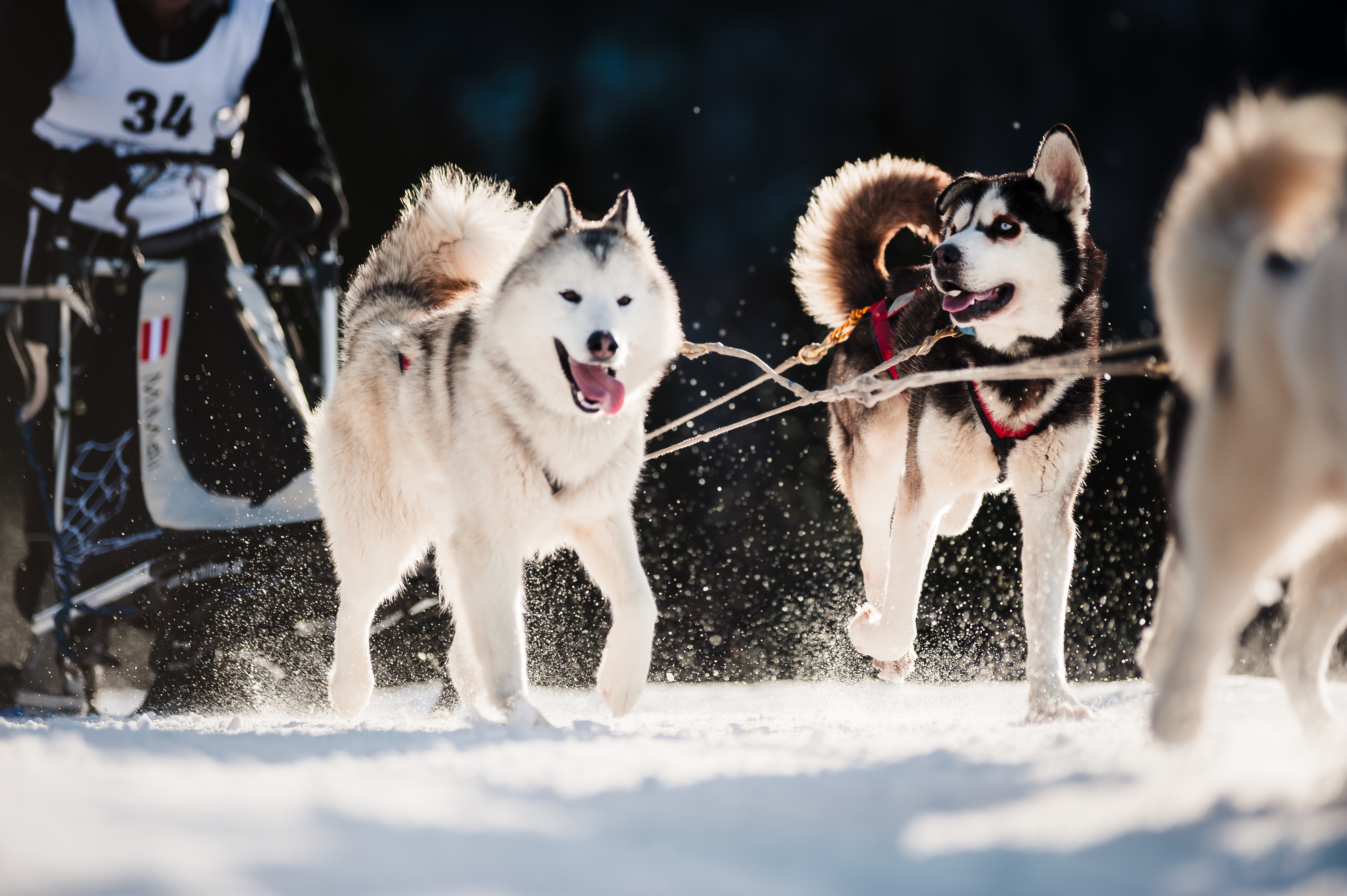 Hundeschlittenrennen