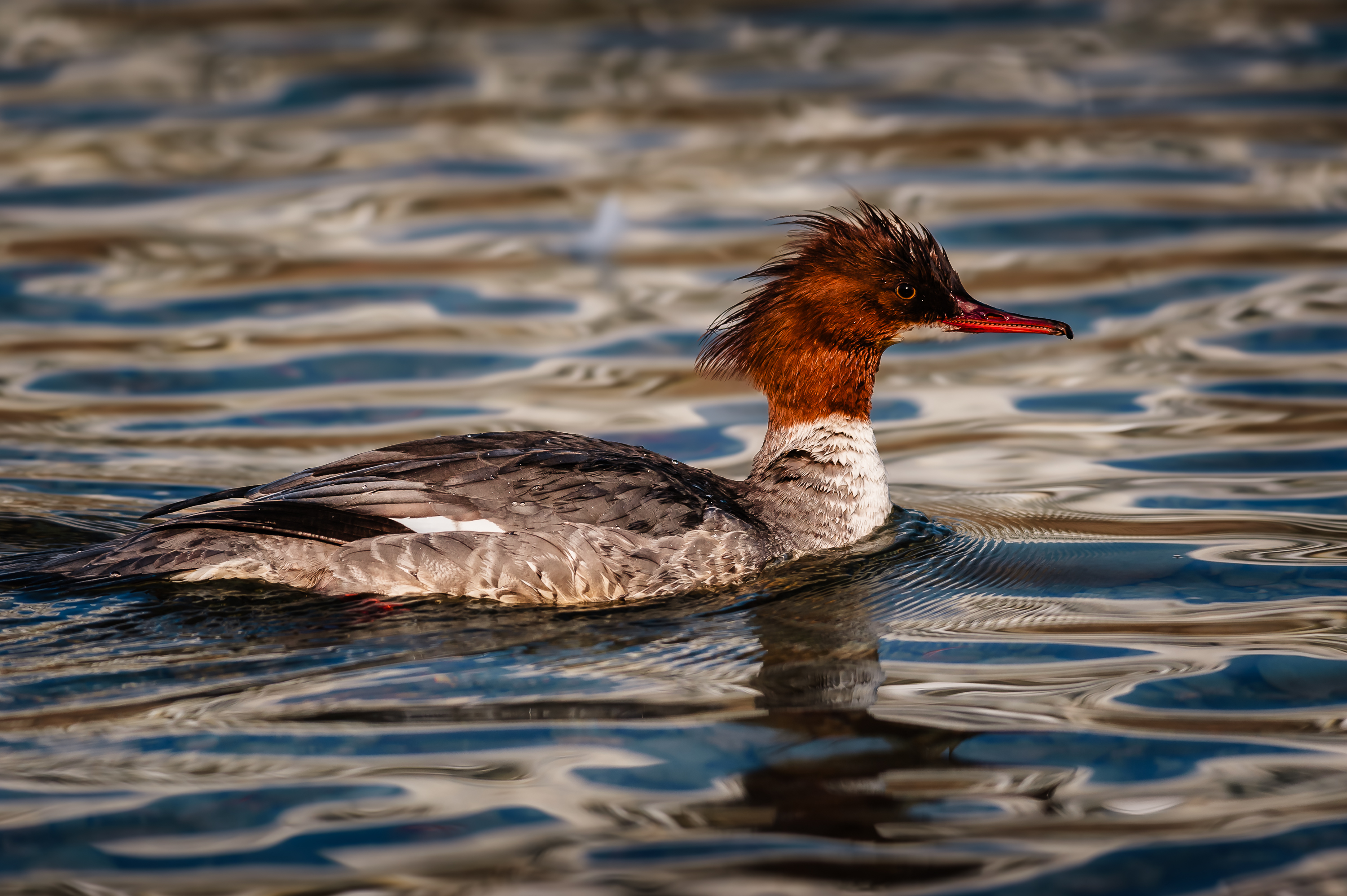 Isar Thalkirchen 8586